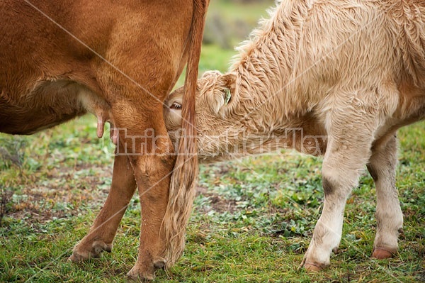 Beef Calf Sucking Cow