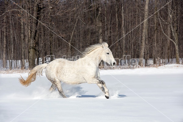 Irish Sport Horse galloping in deep snow
