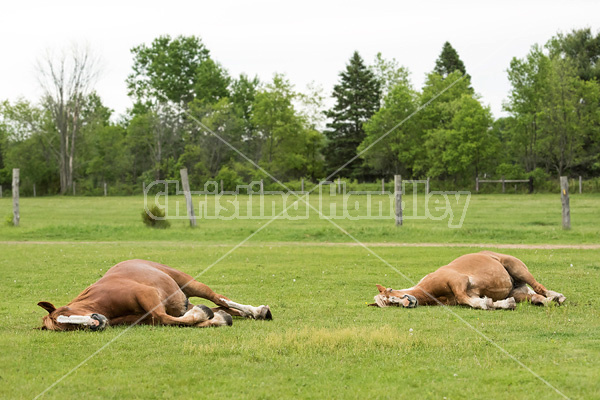Two Belgian draft horses sleeping