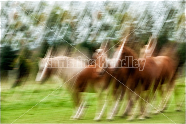 Abstract photo of a group of horses