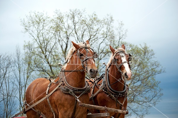 Team of Belgian draft horses 