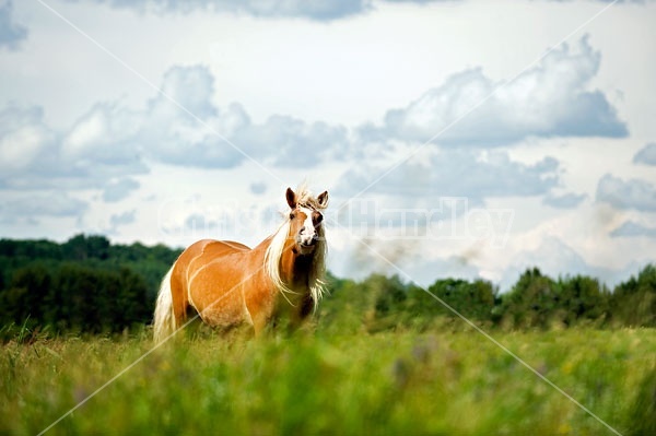 Belgian Draft Horse