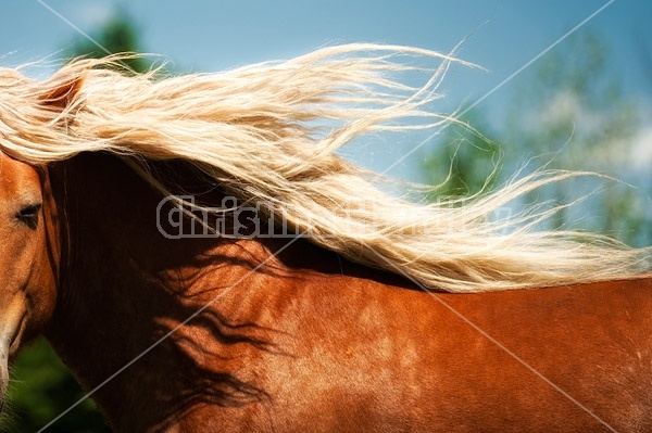 Close-up photo of Belgain draft horses mane flying in the wind