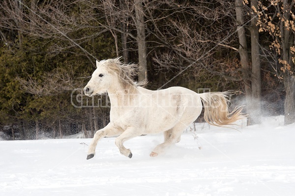 Single horse galloping through deep snow