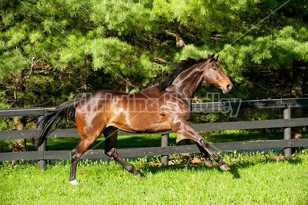 Bay Thoroughbred gelding