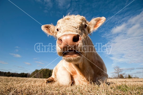 Charolais Bull