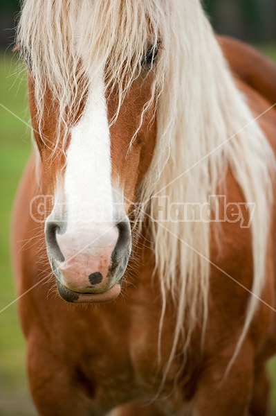 Portrait of Belgian horse
