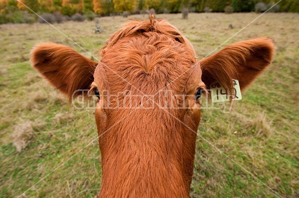 Closeup of beef cow