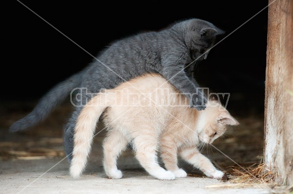 Two barn kittens playing 