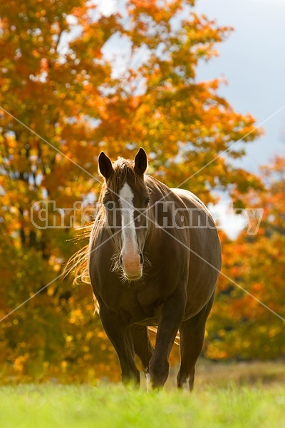 Portrait of a chestnut horse in the autumn.