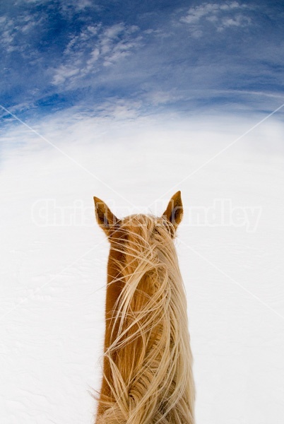 Belgian horse in deep snowy field with blue sky