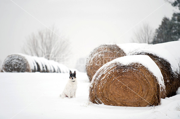 Farm dog sitting beside round bales of hay