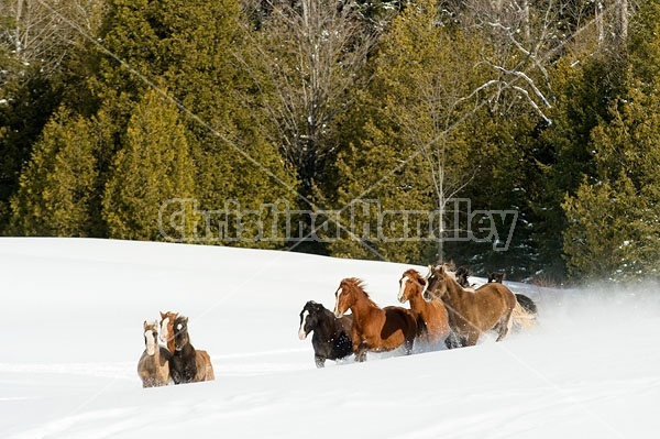 Herd of Rocky Mountain Horses Galloping in Snow