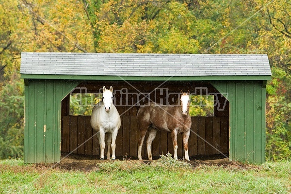 Horse on autumn pasture