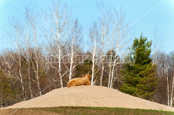 Charolais beef calf laying on top of a sand hill