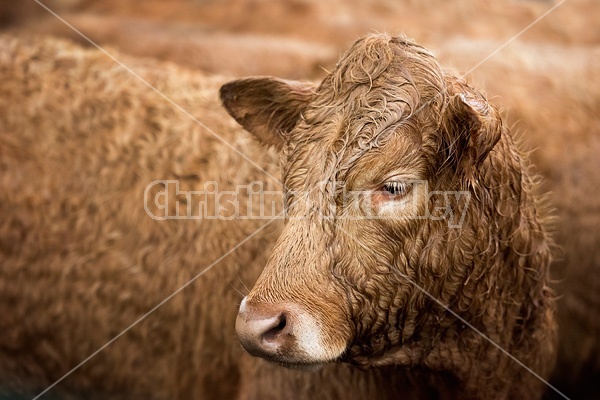 Photo of Charolais cross beef cow standing in the rain