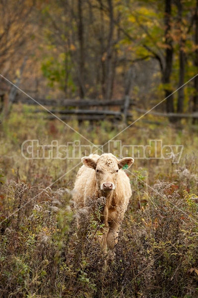 Blonde beef calf