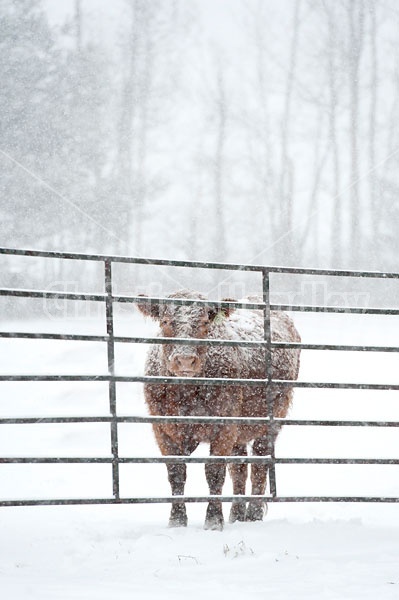 Beef Cow in Snowstorm