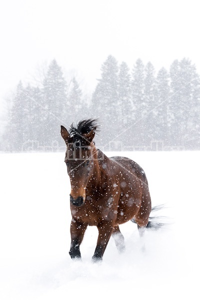 Bay horse galloping in deep snow