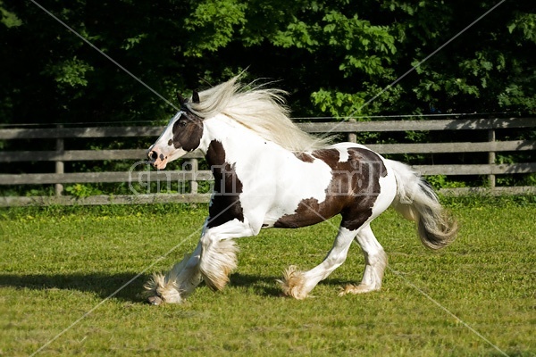 Gypsy horses