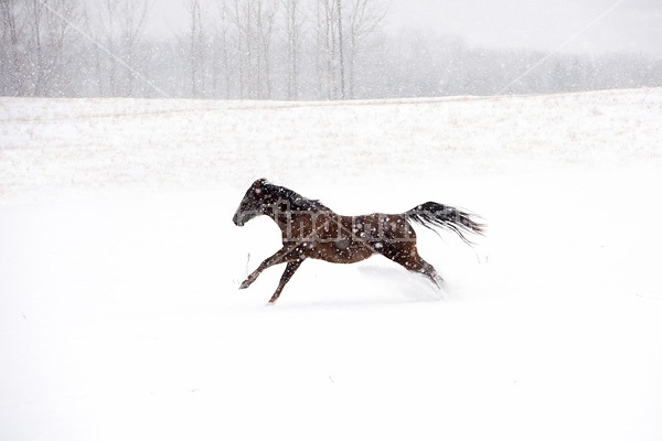 Horse galloping through deep snow during a snow storm
