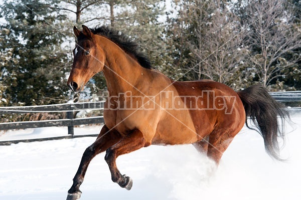 Bay horse galloping through the deep snow