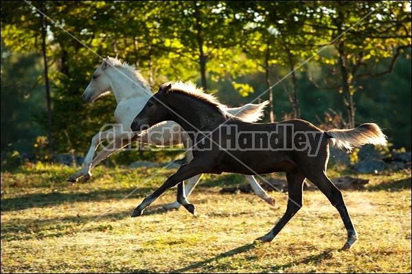 Two Rocky Mountain Horse foals Galloping in Field