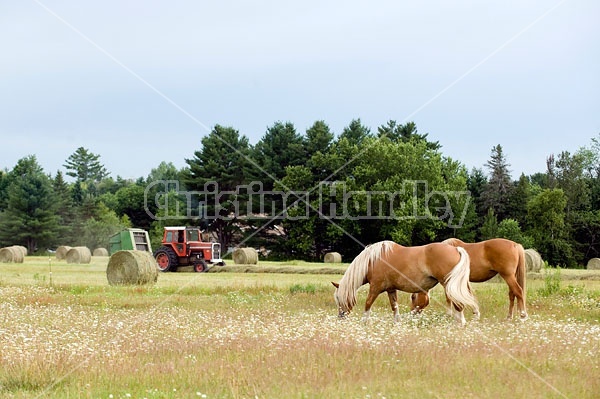 Two Belgian draft horses grazing