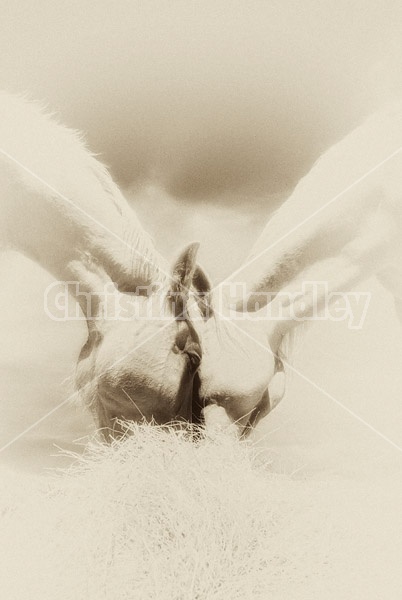 Two horses eating hay together