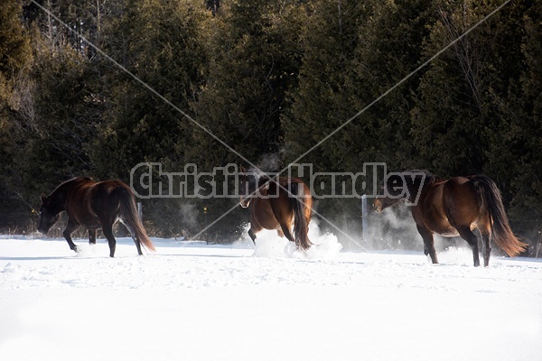 Horses outside in the snow