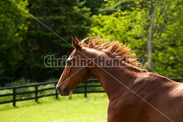 Chestnut Thoroughbred horse