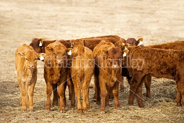 Herd of Beef Calves