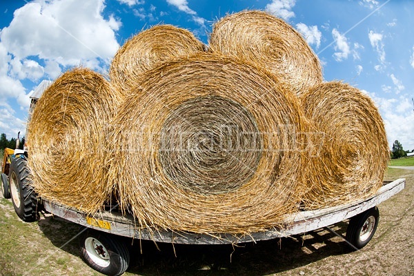 Loaded hay wagon with round bales of oat straw