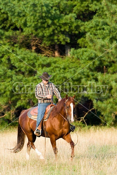 Cowboy Riding Quarter Horse Western Style