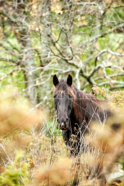 Rocky Mountain Horses