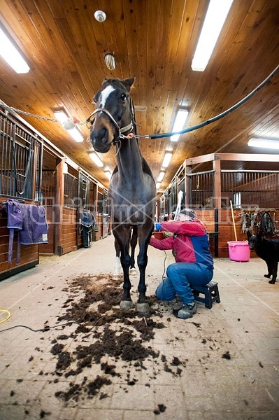 Woman clipping horse