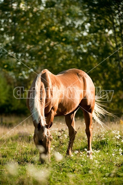 Palomino Quarter Horse