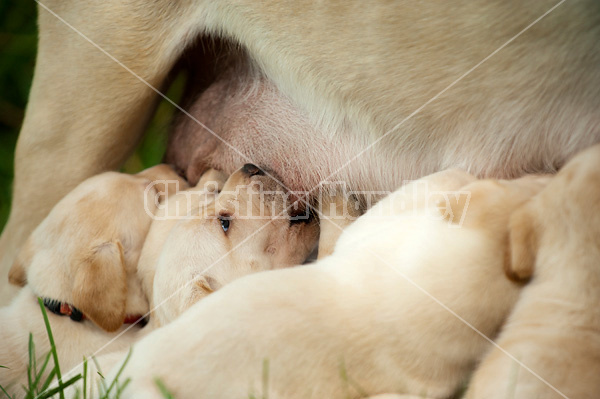 Golden Labrador puppies