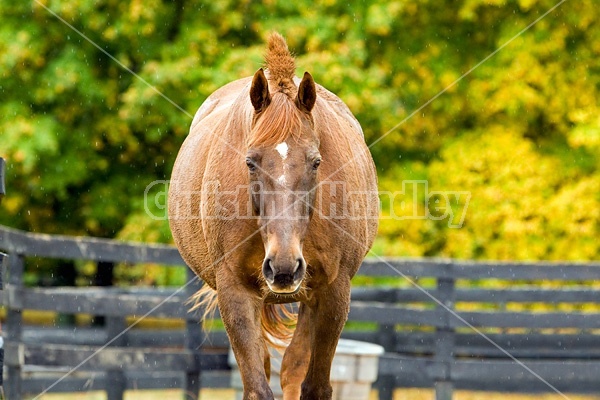 Horse on autumn pasture