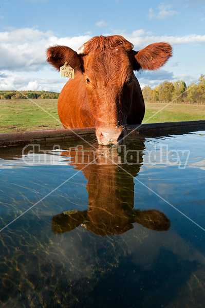 Beef cow at water trough