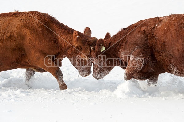 Cow Fight