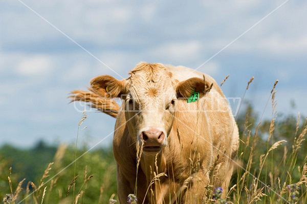 Blond beef calf standing in tall grass on summer pasture