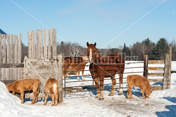Baby Beef Calves and a Belgian Draft Horse