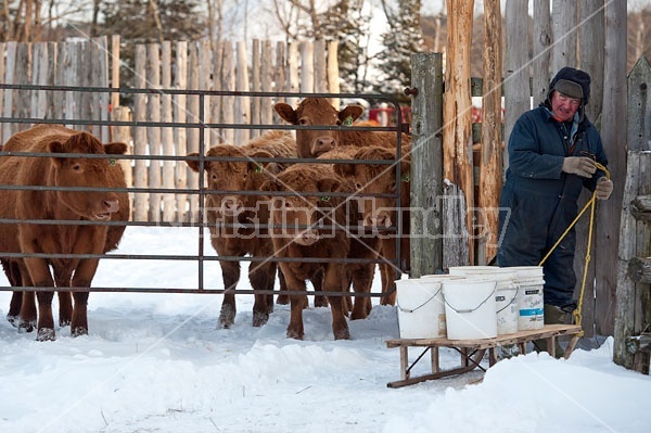 Farmer With Beef cattle
