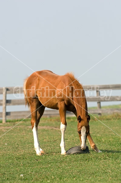 Quarter horse foal