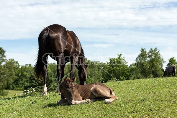 Rocky Mountain Horse mare and foal