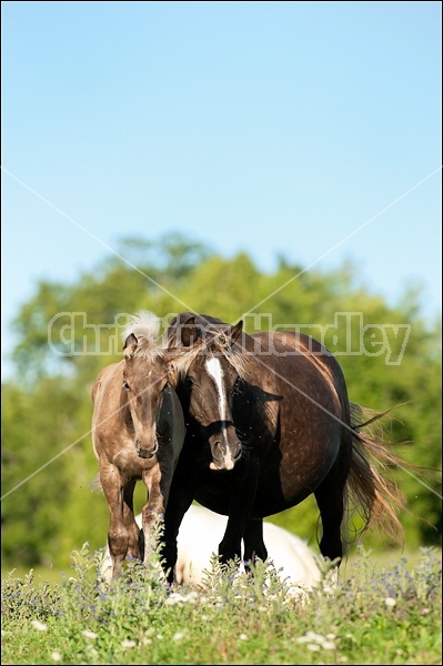 Rocky Mountain Horse