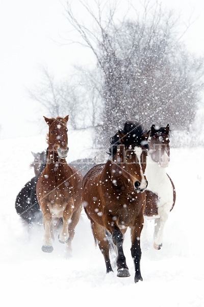 Herd of horses running through deep snow