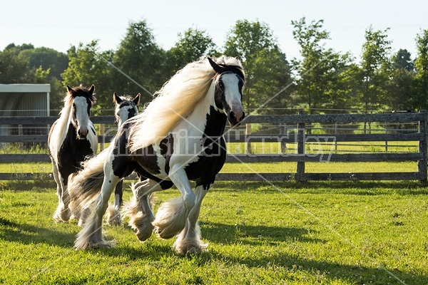 Gypsy horses