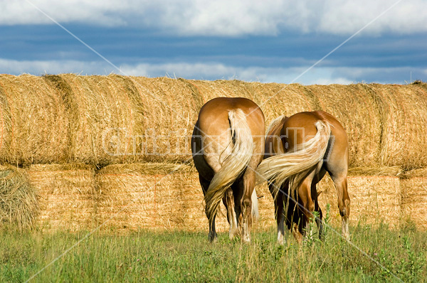 Two Belgian draft horses grazing on summer pasture.